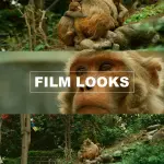 ALL Red Ipp2 Cinematic LUTs & Mastering R3D Guide | Professional Color Grading Bundle for RED Cameras | Advanced Log3G10 Workflow PDF